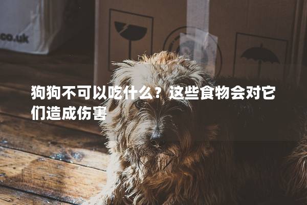 狗狗不可以吃什么？这些食物会对它们造成伤害