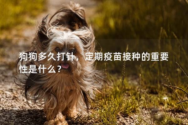 狗狗多久打针，定期疫苗接种的重要性是什么？