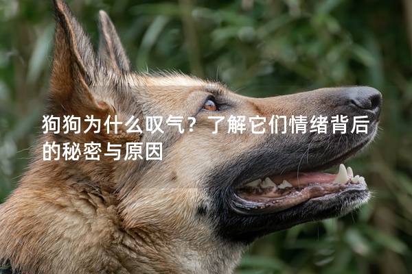 狗狗为什么叹气？了解它们情绪背后的秘密与原因