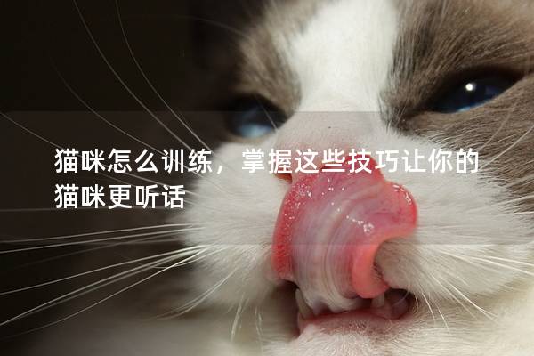 猫咪怎么训练，掌握这些技巧让你的猫咪更听话