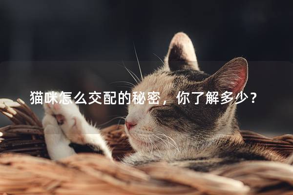 猫咪怎么交配的秘密，你了解多少？