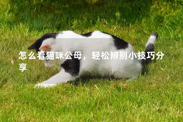 怎么看猫咪公母，轻松辨别小技巧分享