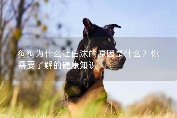 狗狗为什么吐白沫的原因是什么？你需要了解的健康知识