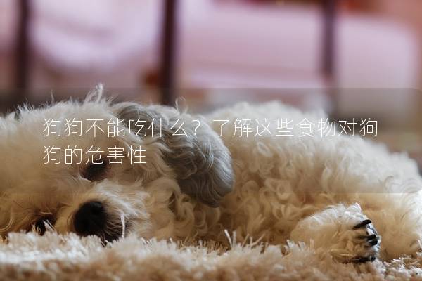 狗狗不能吃什么？了解这些食物对狗狗的危害性