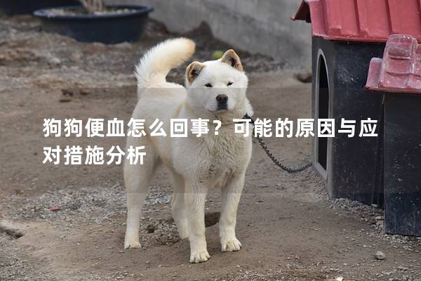 狗狗便血怎么回事？可能的原因与应对措施分析