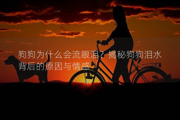 狗狗为什么会流眼泪？揭秘狗狗泪水背后的原因与情感