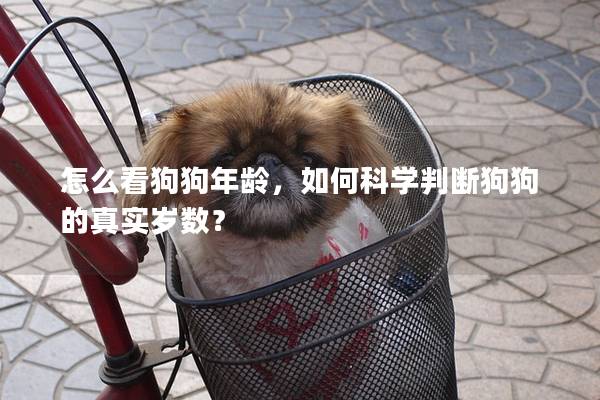 怎么看狗狗年龄，如何科学判断狗狗的真实岁数？