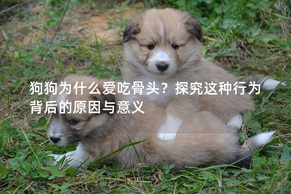 狗狗为什么爱吃骨头？探究这种行为背后的原因与意义