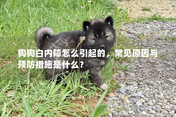 狗狗白内障怎么引起的，常见原因与预防措施是什么？