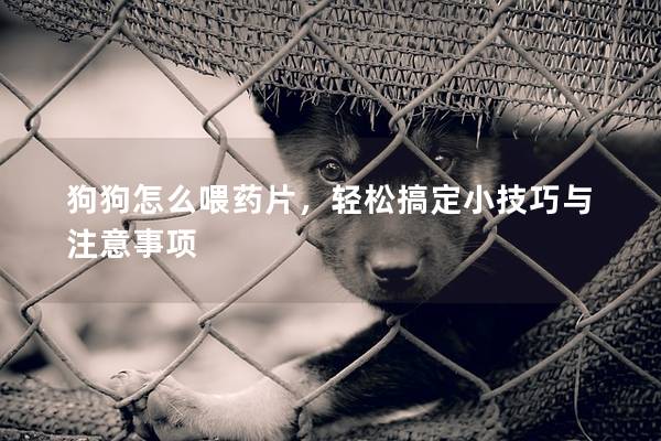 狗狗怎么喂药片，轻松搞定小技巧与注意事项