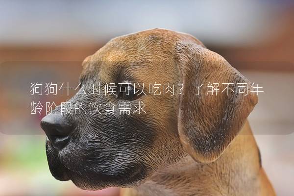 狗狗什么时候可以吃肉？了解不同年龄阶段的饮食需求