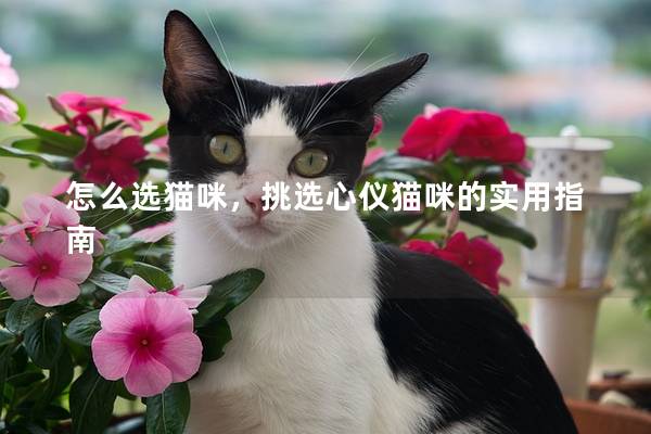 怎么选猫咪，挑选心仪猫咪的实用指南