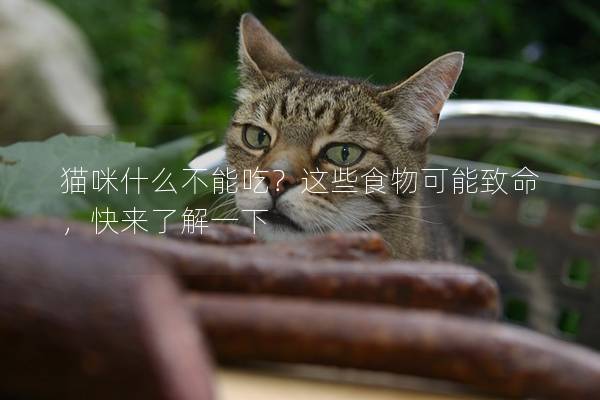 猫咪什么不能吃？这些食物可能致命，快来了解一下