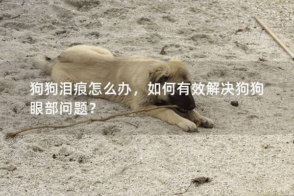 狗狗泪痕怎么办，如何有效解决狗狗眼部问题？