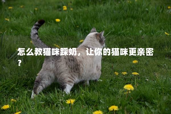 怎么教猫咪踩奶，让你的猫咪更亲密？