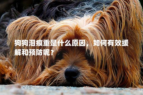 狗狗泪痕重是什么原因，如何有效缓解和预防呢？