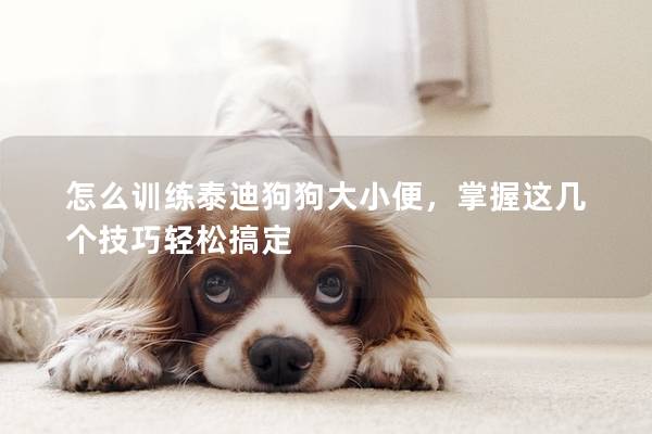 怎么训练泰迪狗狗大小便，掌握这几个技巧轻松搞定
