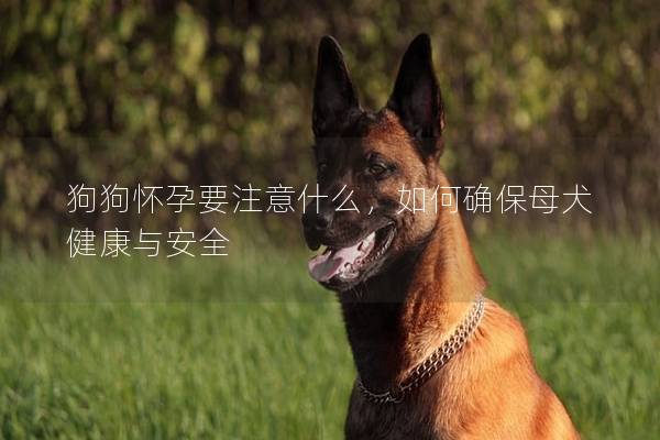 狗狗怀孕要注意什么，如何确保母犬健康与安全