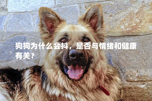 狗狗为什么会抖，是否与情绪和健康有关？