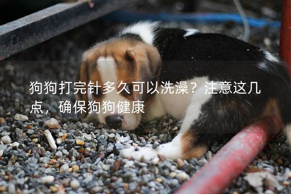 狗狗打完针多久可以洗澡？注意这几点，确保狗狗健康