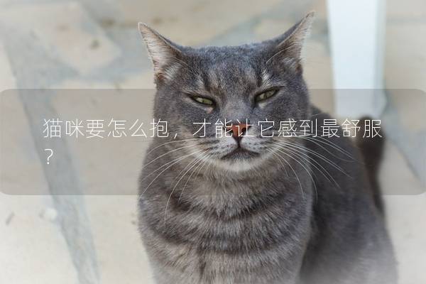 猫咪要怎么抱，才能让它感到最舒服？