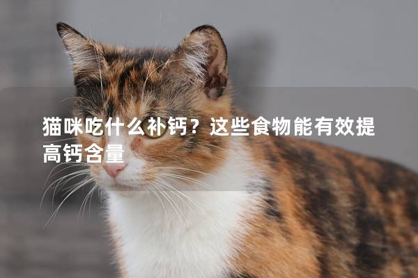 猫咪吃什么补钙？这些食物能有效提高钙含量