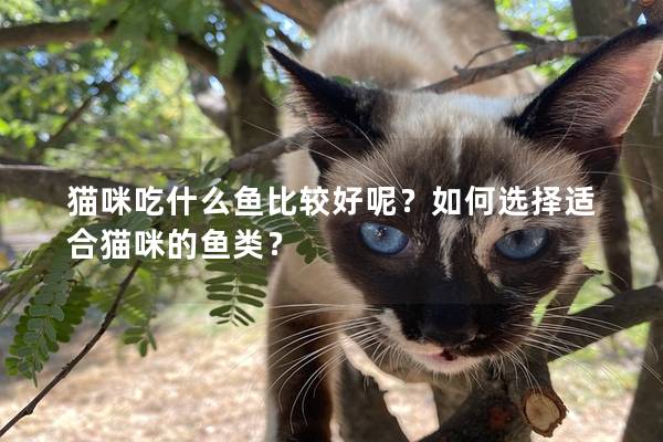 猫咪吃什么鱼比较好呢？如何选择适合猫咪的鱼类？