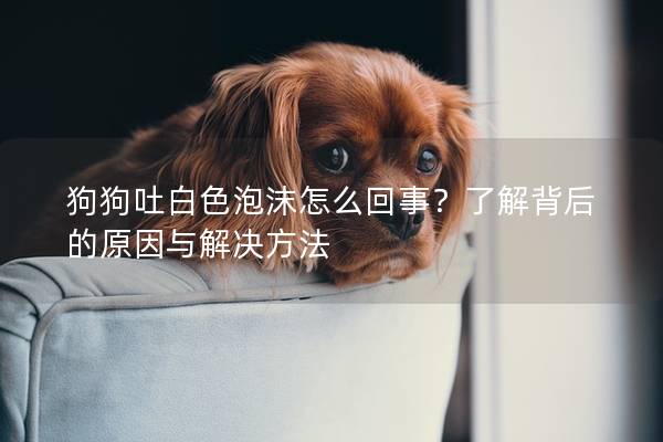 狗狗吐白色泡沫怎么回事？了解背后的原因与解决方法