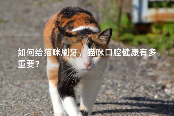 如何给猫咪刷牙，猫咪口腔健康有多重要？