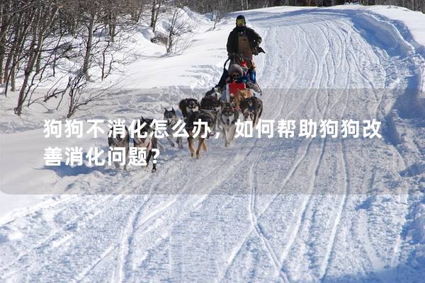 狗狗不消化怎么办，如何帮助狗狗改善消化问题？