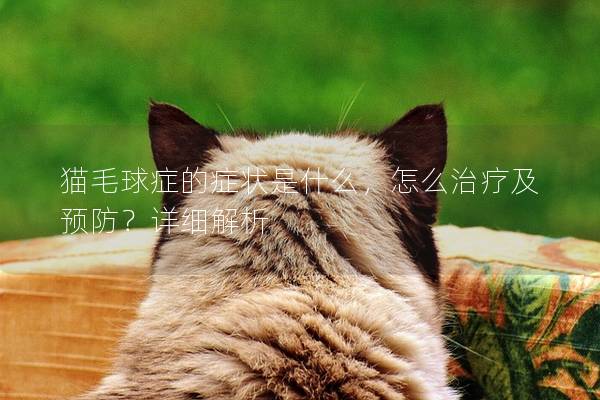 猫毛球症的症状是什么，怎么治疗及预防？详细解析