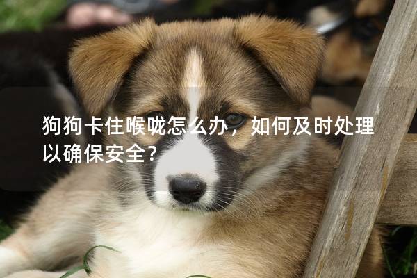 狗狗卡住喉咙怎么办，如何及时处理以确保安全？