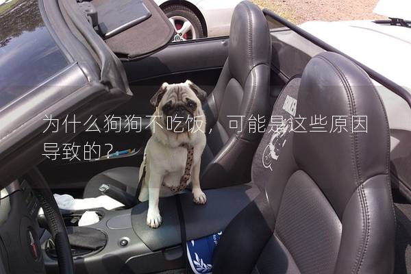 为什么狗狗不吃饭，可能是这些原因导致的？