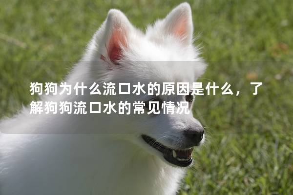 狗狗为什么流口水的原因是什么，了解狗狗流口水的常见情况