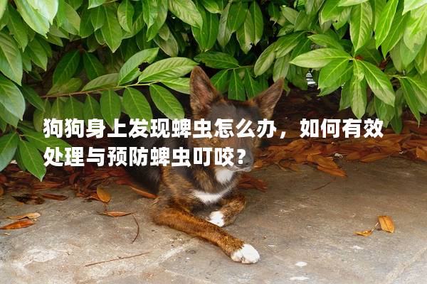 狗狗身上发现蜱虫怎么办，如何有效处理与预防蜱虫叮咬？
