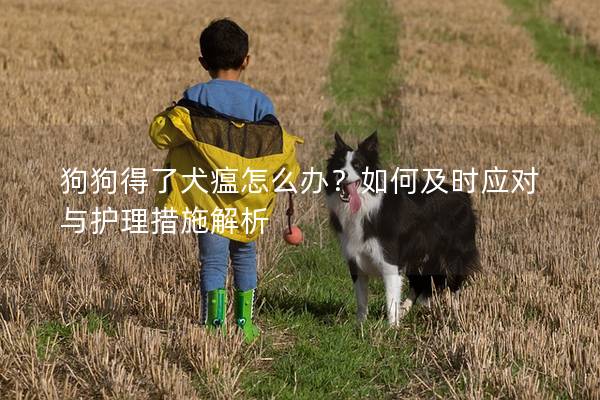 狗狗得了犬瘟怎么办？如何及时应对与护理措施解析