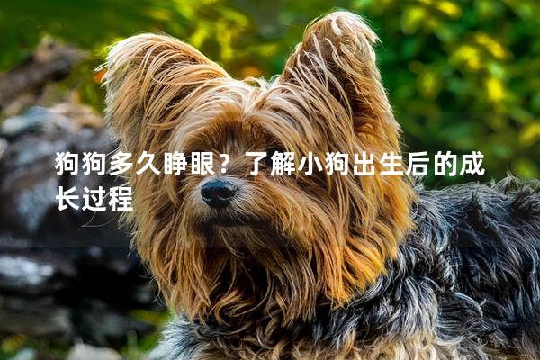 狗狗多久睁眼？了解小狗出生后的成长过程