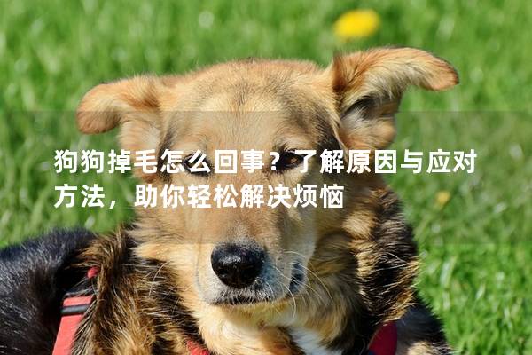 狗狗掉毛怎么回事？了解原因与应对方法，助你轻松解决烦恼