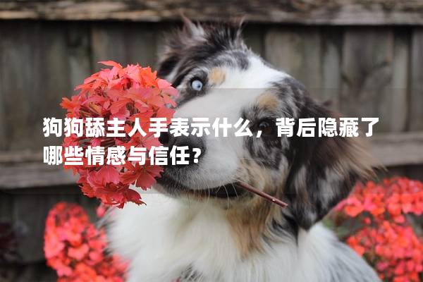 狗狗舔主人手表示什么，背后隐藏了哪些情感与信任？