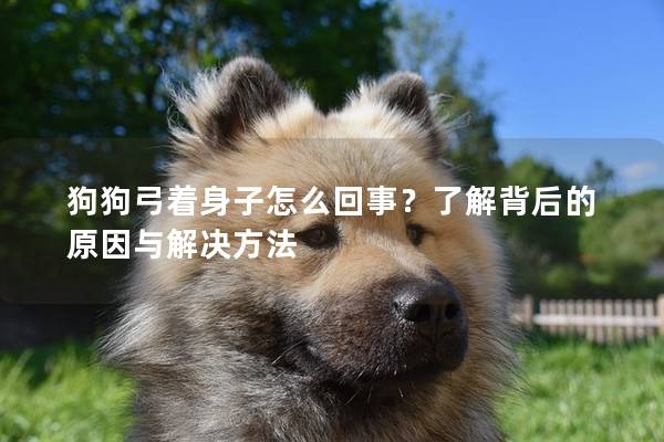 狗狗弓着身子怎么回事？了解背后的原因与解决方法