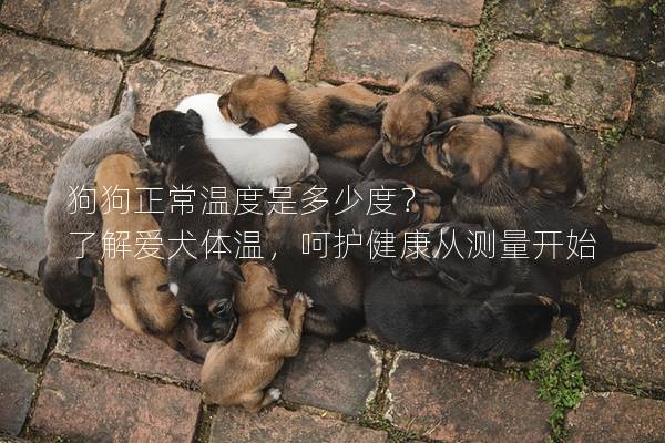 狗狗正常温度是多少度？ 了解爱犬体温，呵护健康从测量开始