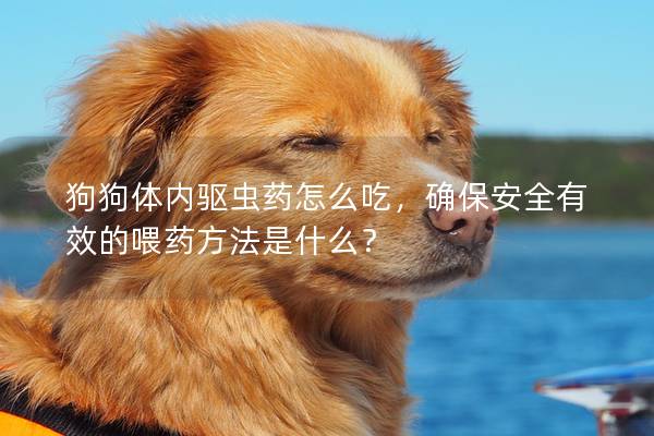 狗狗体内驱虫药怎么吃，确保安全有效的喂药方法是什么？