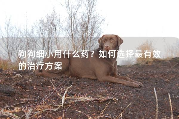 狗狗细小用什么药？如何选择最有效的治疗方案