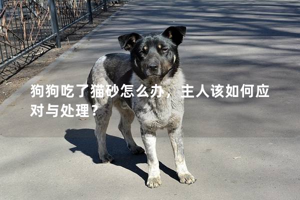 狗狗吃了猫砂怎么办，主人该如何应对与处理？