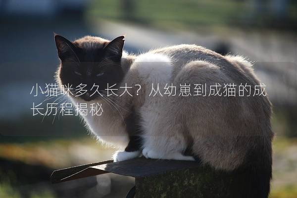 小猫咪多久长大？从幼崽到成猫的成长历程揭秘