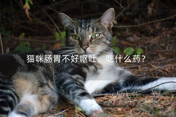 猫咪肠胃不好呕吐，吃什么药？