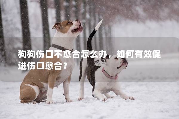 狗狗伤口不愈合怎么办，如何有效促进伤口愈合？
