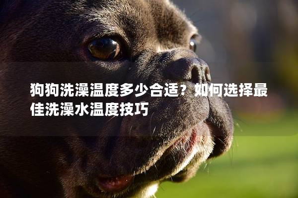 狗狗洗澡温度多少合适？如何选择最佳洗澡水温度技巧