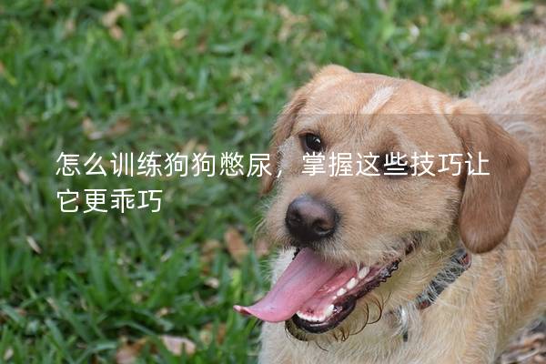 怎么训练狗狗憋尿，掌握这些技巧让它更乖巧