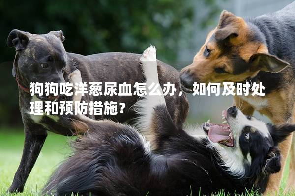 狗狗吃洋葱尿血怎么办，如何及时处理和预防措施？
